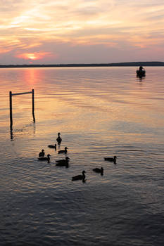 ducks at dusk