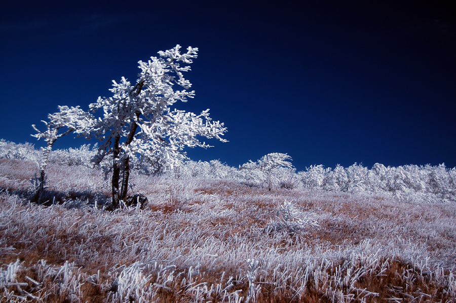 Surreal Snowdown