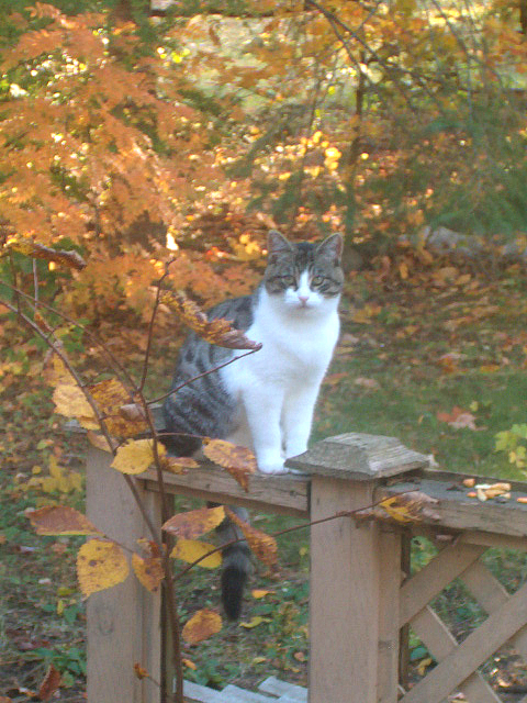 Handsome on the railing