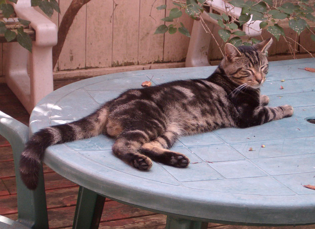 Romeo on the table