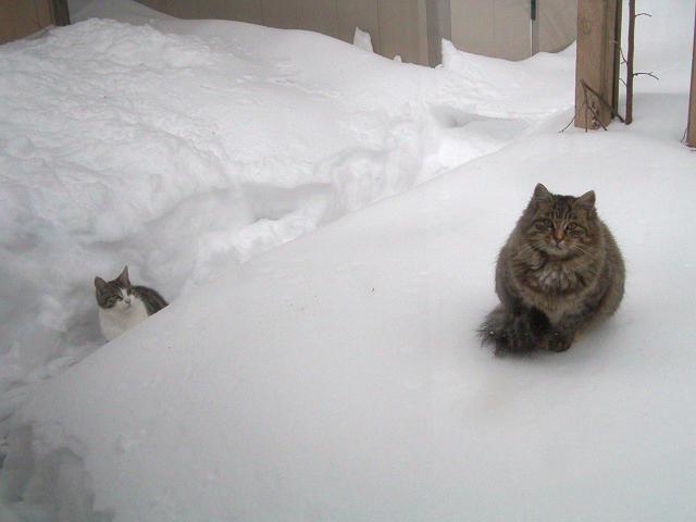 Tooey spying on Puffball