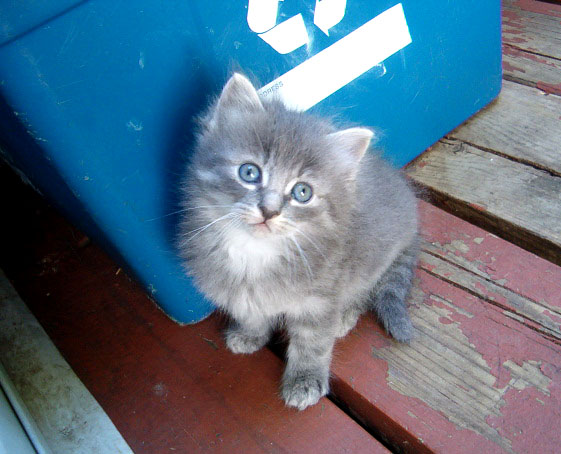 Marty Feldman kitten