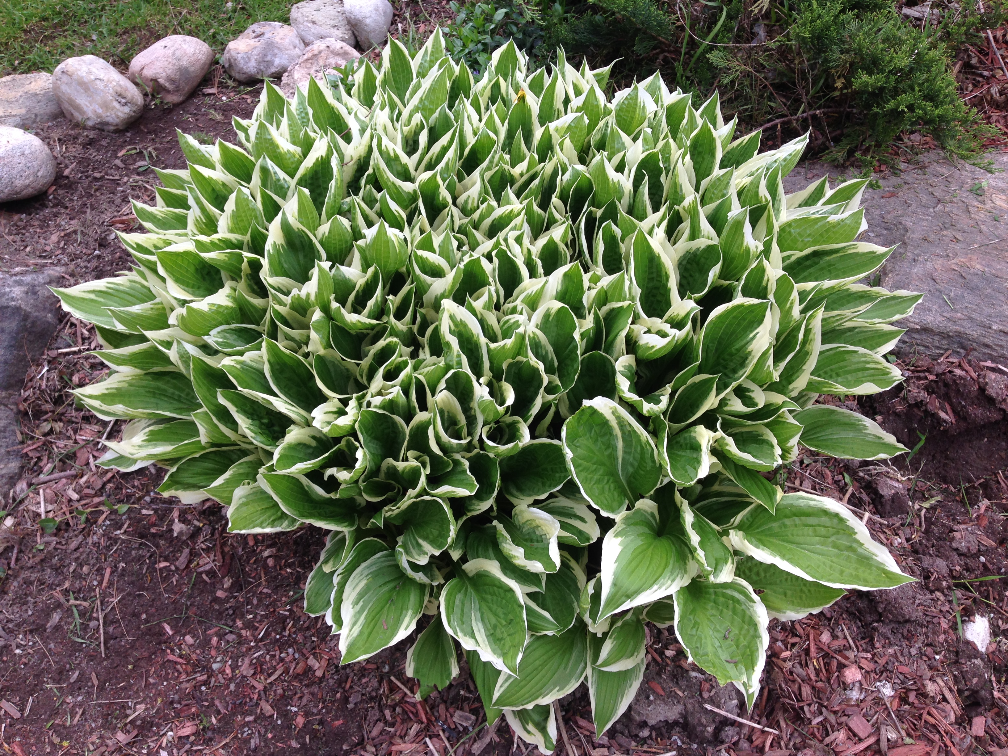 Green and white hosta