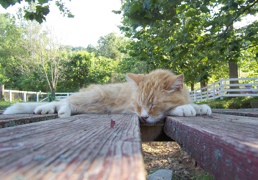 The Old Barn Cat 4