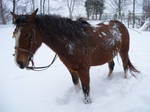 My Horse DreamCatcher -Stock