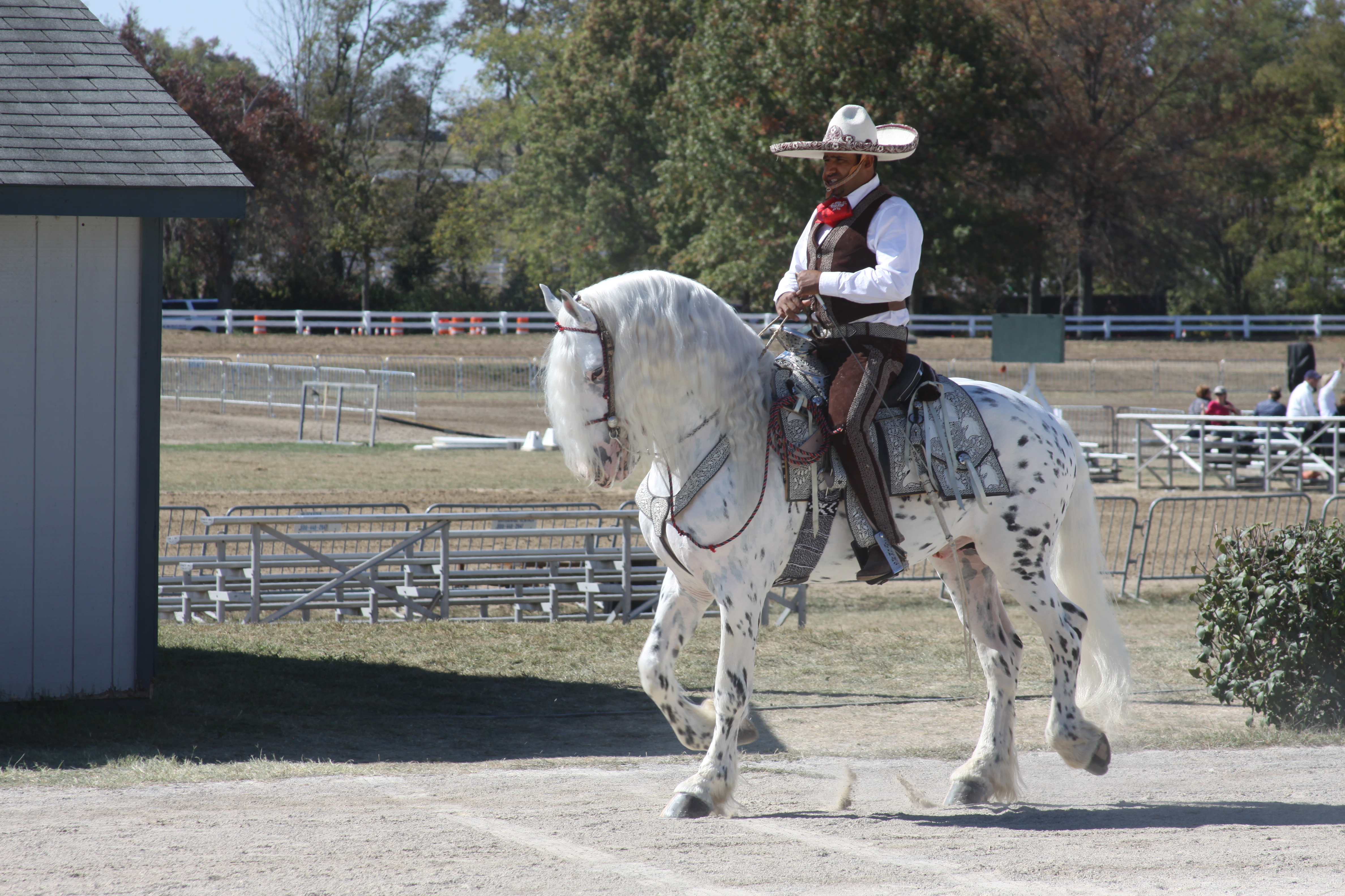 WEG 2010 Horse and Rider Stock