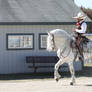 WEG2010 Horse and Rider 2Stock