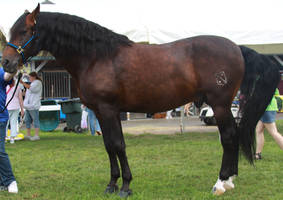 Handsome Stud Stock 2