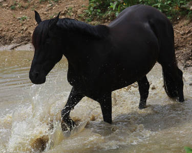 Black Beauty - Water Stock 8 of 13