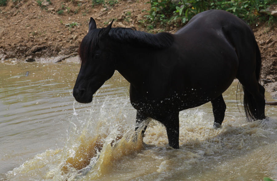 Black Beauty - Water Stock 5 of 13