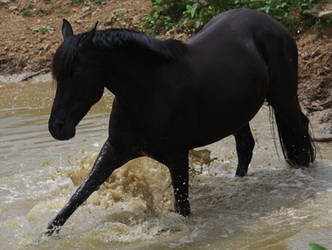 Black Beauty - Water Stock 4 of 13