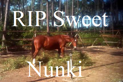 Only1 Abaco Spanish Colonial Horse Left -RIP Nunki