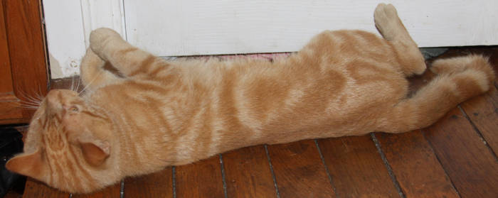 Orange Kitty Stock 16 of 18 ~ Nomad