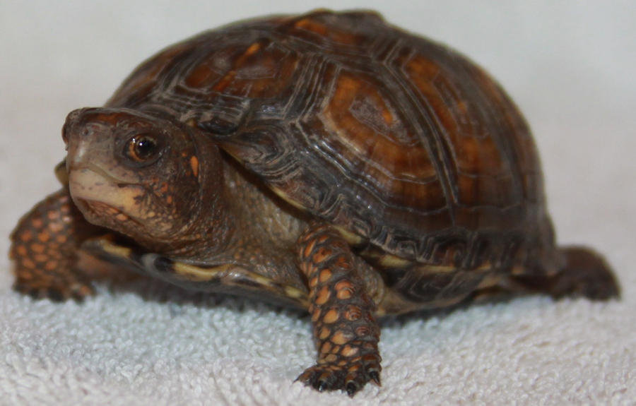 Turtle. Stock ,, of 29