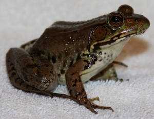 Frog Stock 4 of 5 by Lovely-DreamCatcher Frog Stock 4 of 5 by Lovely-DreamCatcher