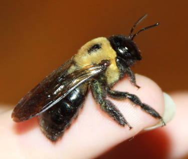 Carpenter Bee Stock .