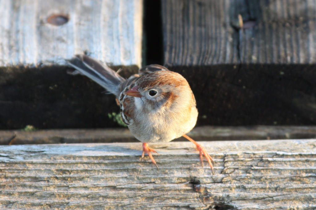 Little Bird Stock -- of 67