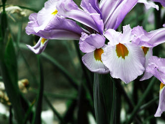 purple flower