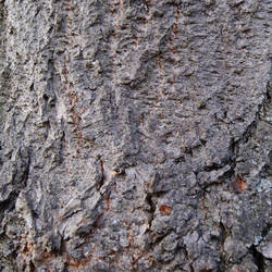 bark