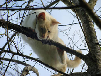 Cat Bird