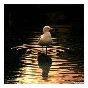 Seagull with Sunset 2