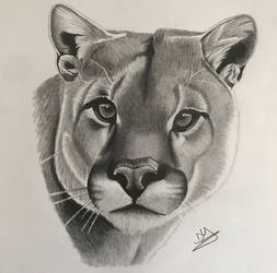 Puma Drawing 