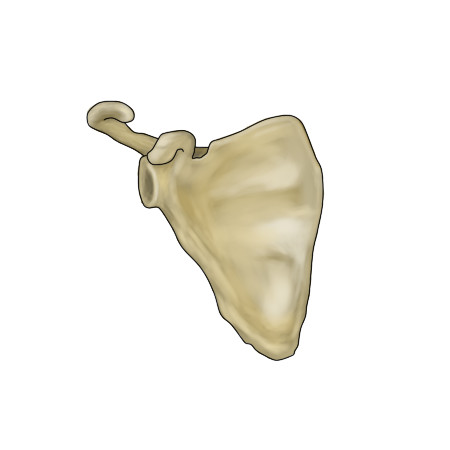 Scapula Omoplato Escapula by ErDaTo on DeviantArt