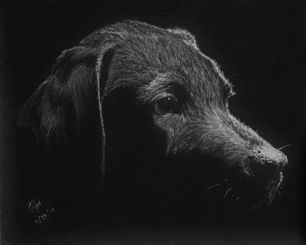 Black Lab Deviantart Black Labrador by Charcoal-TH on DeviantArt