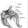 Anatomy of a Banana