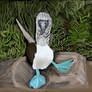 blue footed boobie