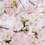 Cherry Blossom,obviously