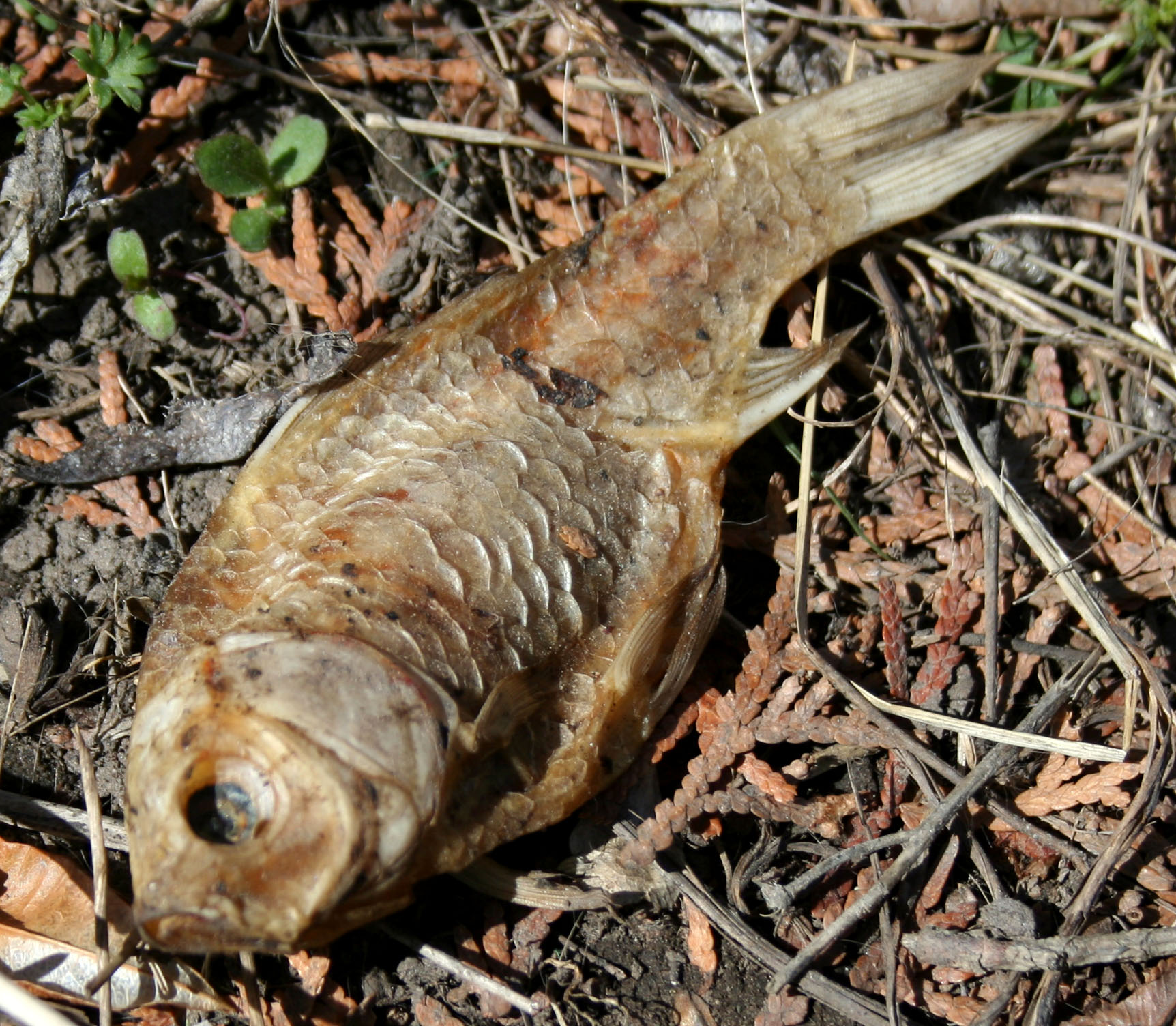 Dead Fish 1