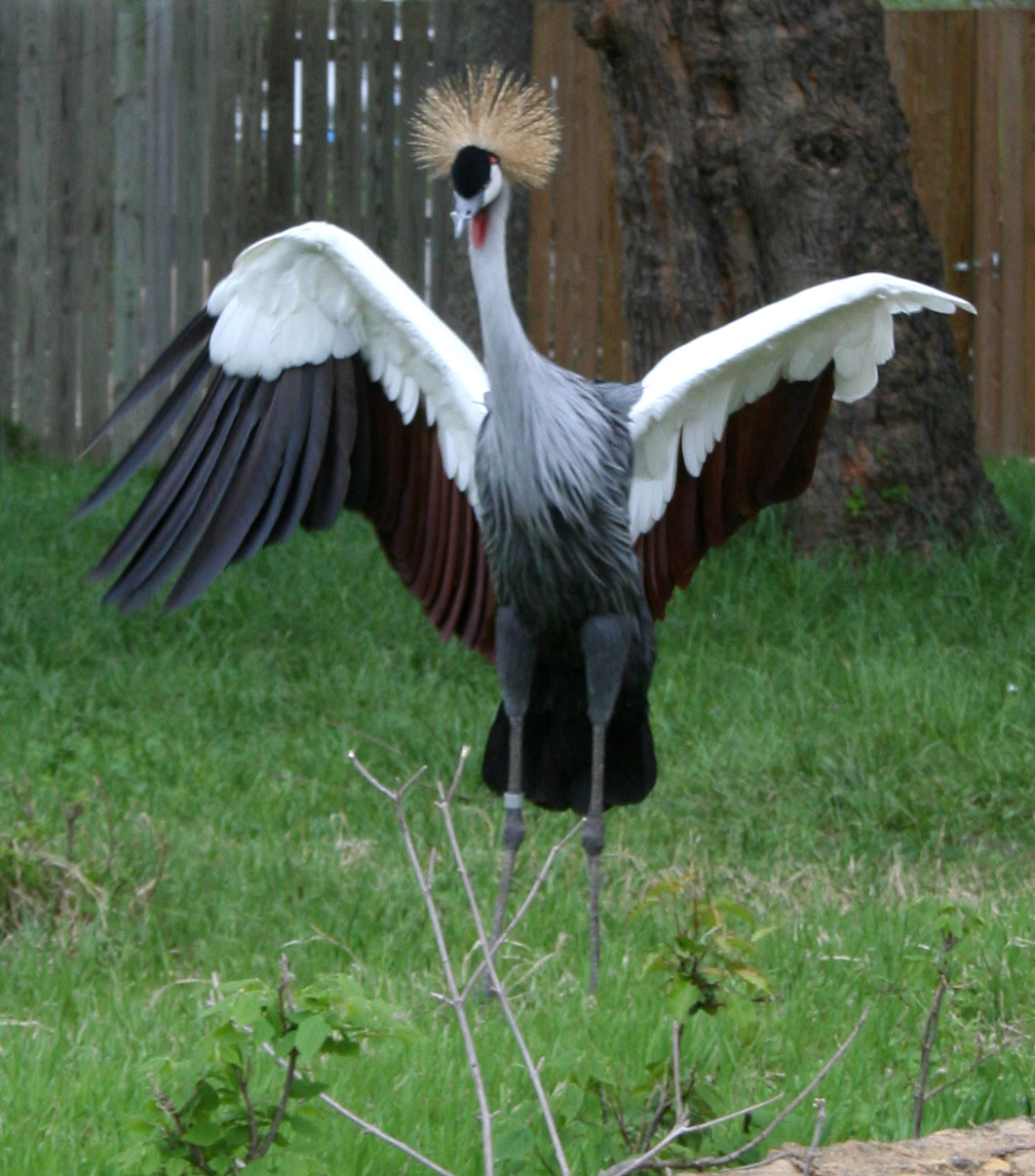 Gage Park Zoo 3 - Bird