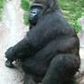 Gage Park Zoo 11 - Gorilla