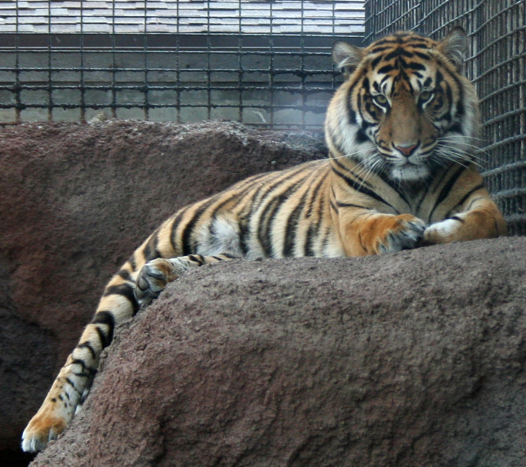 Gage Park Zoo 19 - Tiger