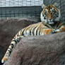 Gage Park Zoo 20 - Tiger