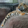 Gage Park Zoo 23 - Tiger