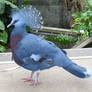 Gage Park Zoo 39 - Bird