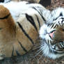 Gage Park Zoo 68 - Tiger