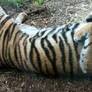 Gage Park Zoo 69 - Tiger