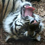 Gage Park Zoo 74 - Tiger