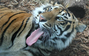 Gage Park Zoo 77 - Tiger