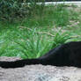 Gage Park Zoo 88 - Leopard