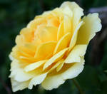 Falln Garden 2008 1 by Falln-Stock