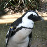 Hogle Zoo 16 - Penguin