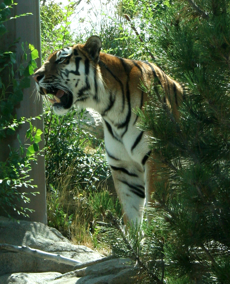 Hogle Zoo 23 - Tiger