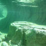 Hogle Zoo 30 - Underwater