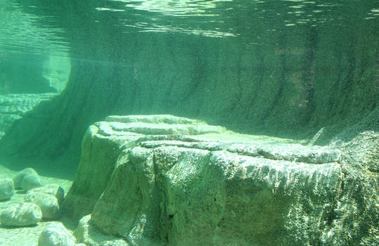 Hogle Zoo 30 - Underwater
