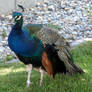 Hogle Zoo 89 - Peacock