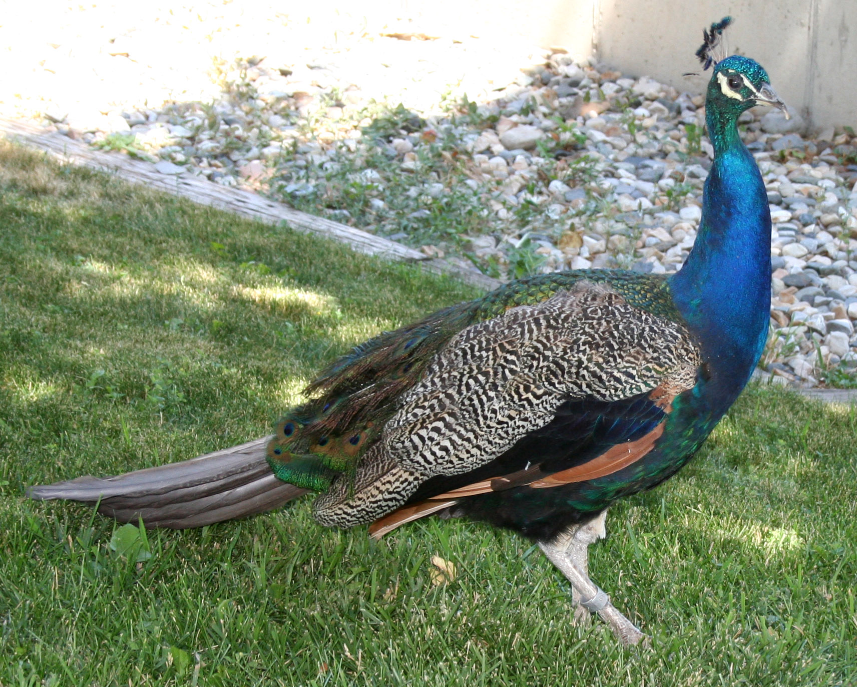 Hogle Zoo 92 - Peacock